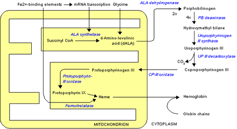 Steroidogenesis delta 5 pathway